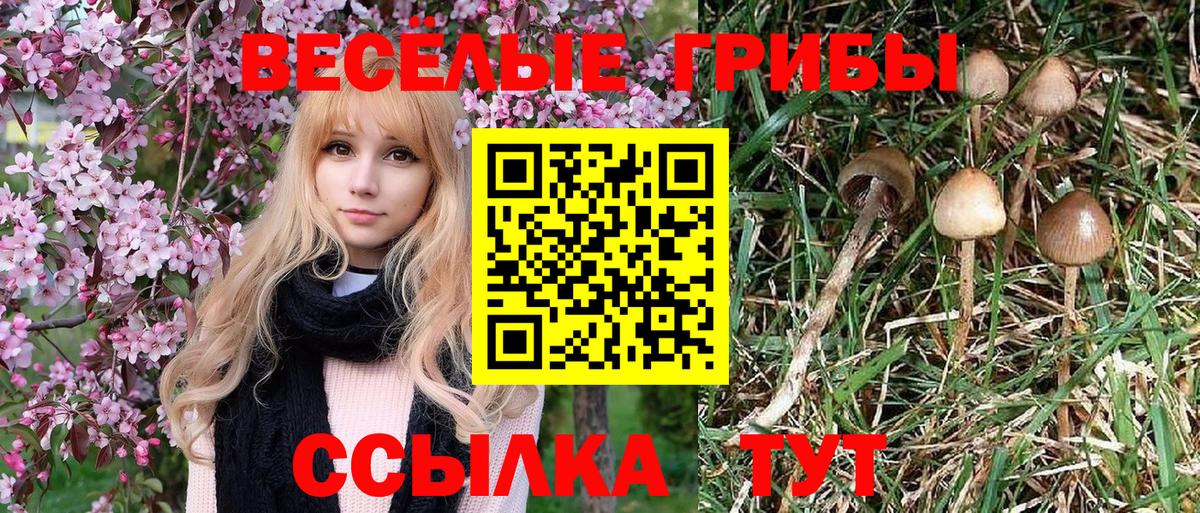 Галлюциногенные грибы мухоморы Гусиноозёрск